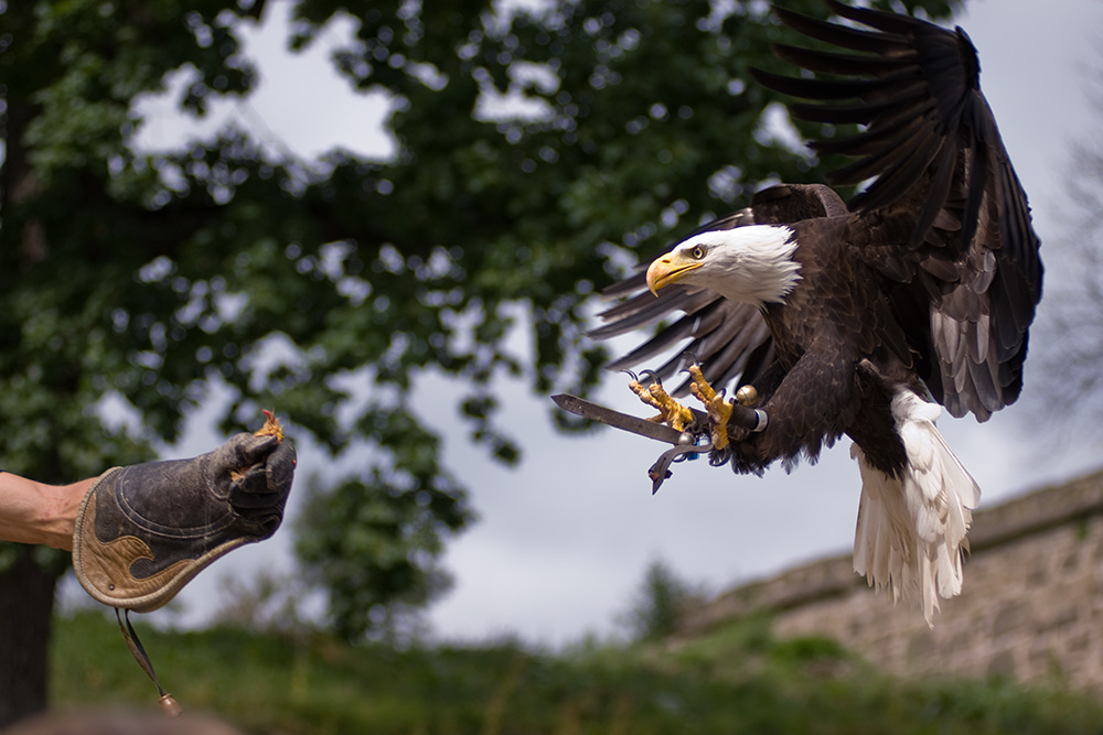 Weisskopf Seeadler Anflug 1
