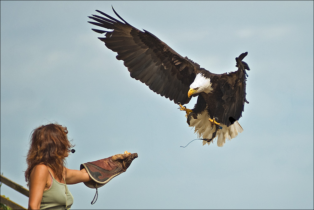 Weisskopf Seeadler Anflug2
