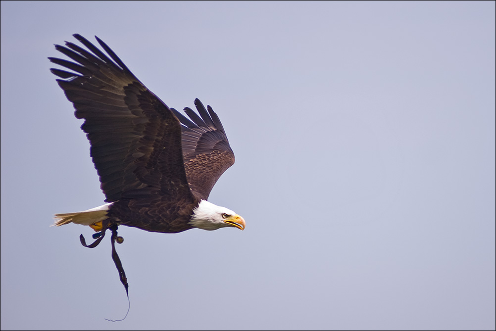 Weisskopf Seeadler Flug 1