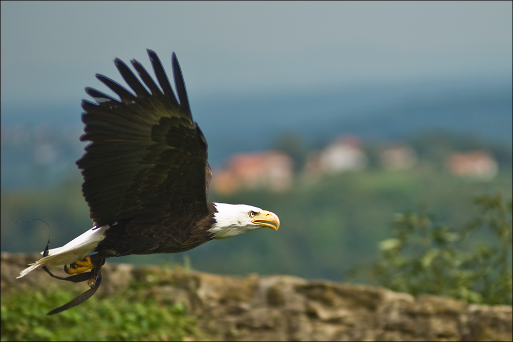 Weisskopf Seeadler flug 2