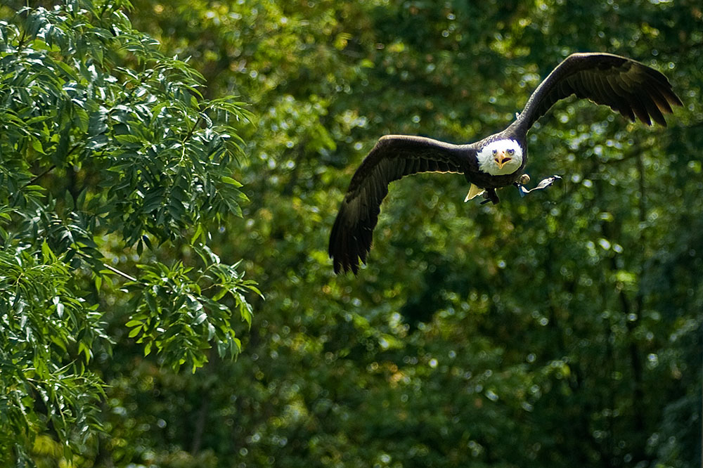 Weisskopf Seeadler flug 3