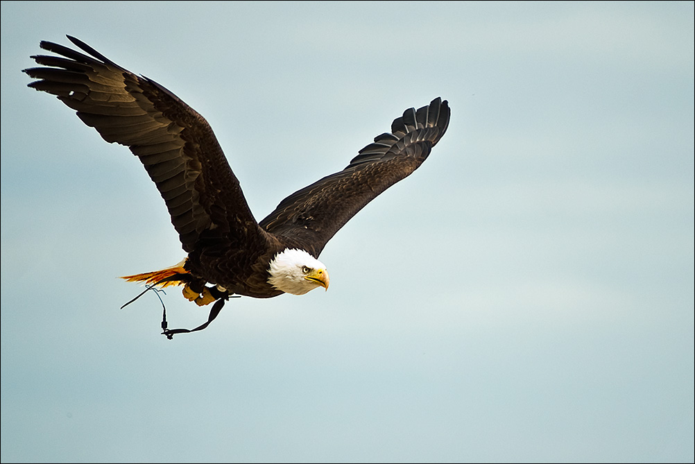 Weisskopf Seeadler flug 4