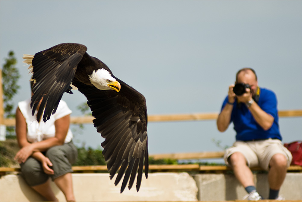 Weisskopf Seeadler MakingOf