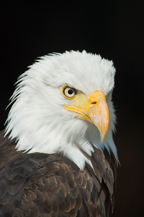 Weisskopf Seeadler Portrait