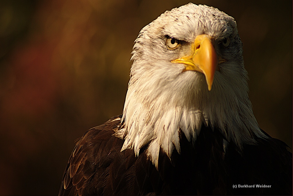 Weisskopfseeadler 2