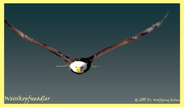 Weisskopfseeadler (600 x 351)