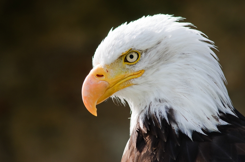 Weisskopfseeadler