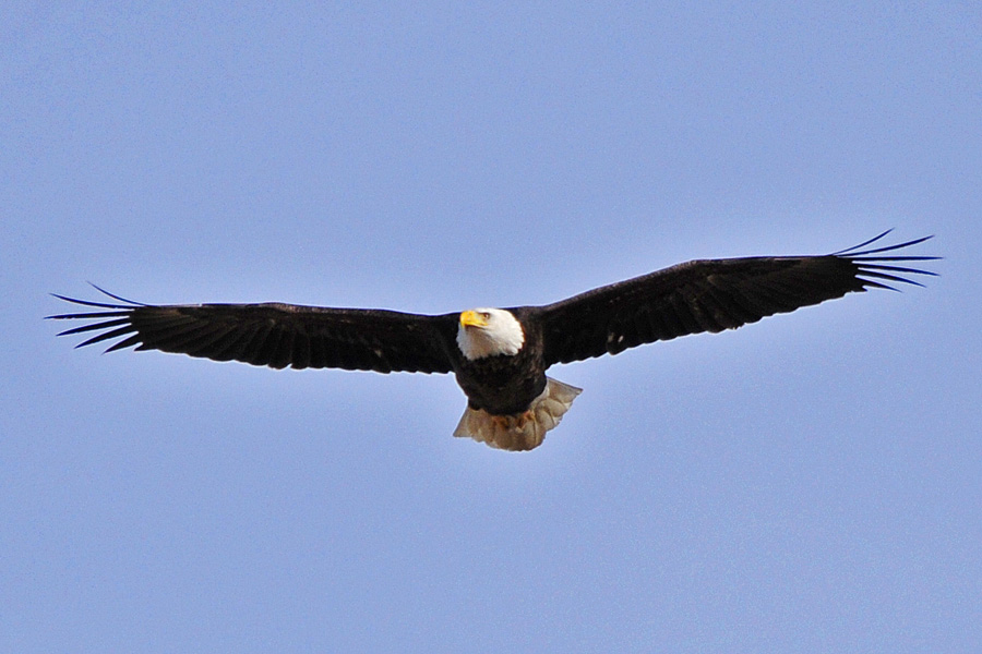 Weisskopfseeadler