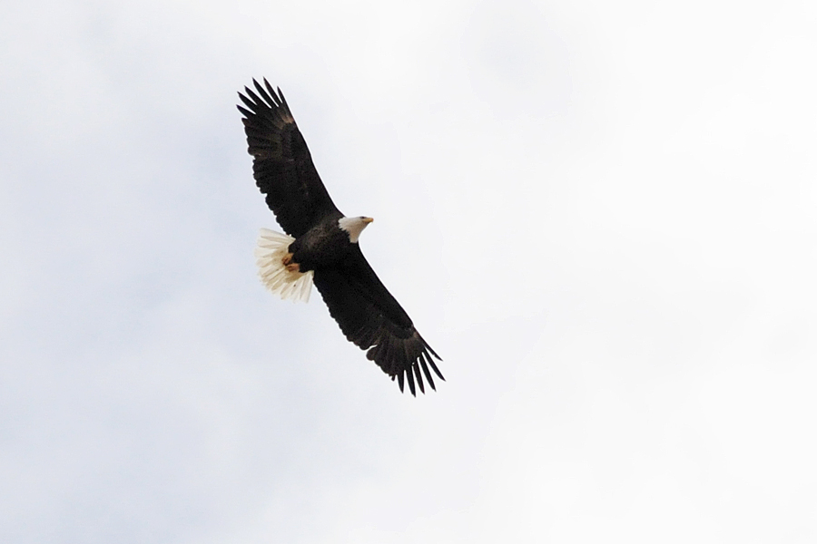 Weisskopfseeadler