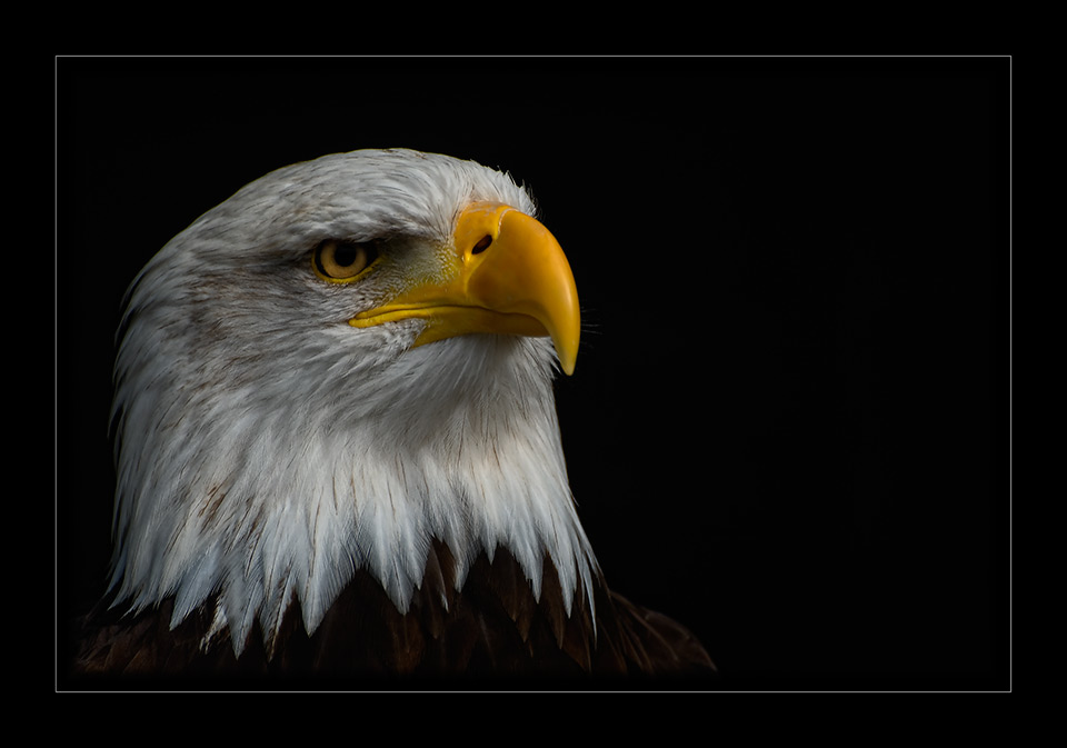 Weisskopfseeadler