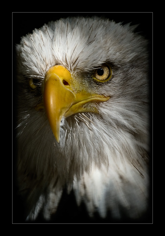 Weisskopfseeadler