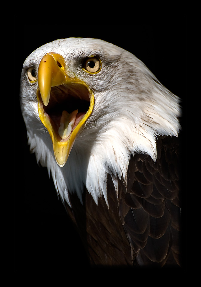 Weisskopfseeadler