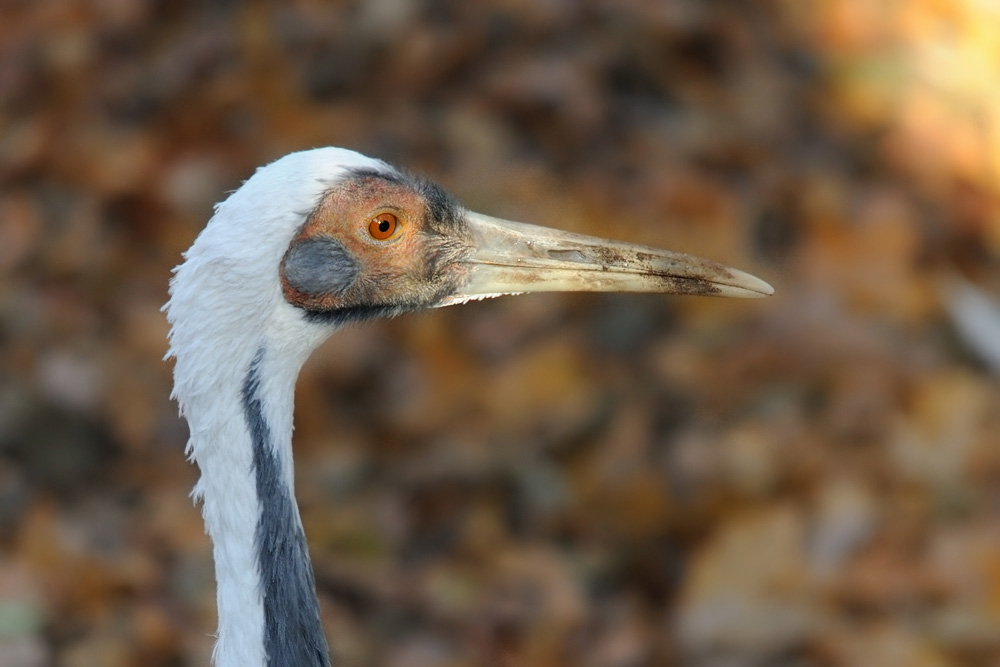Weissnackenkranich
Tiergarten Nuernberg