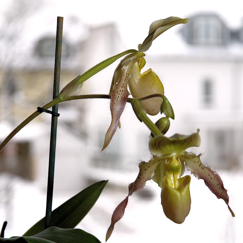 Weiterentwicklung der bereits gezeigten Orchidee, hier bewusst mit Hintergrund, wie sie am Fenster zu sehen ist.