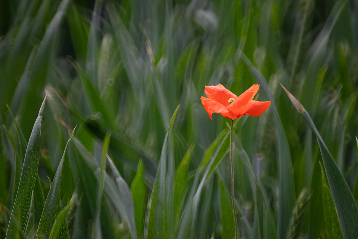 Weizenmohn.jpg