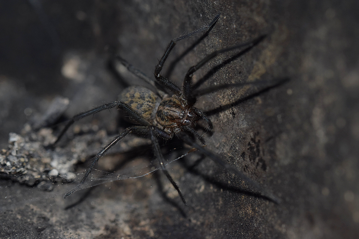 Welche Spinne?