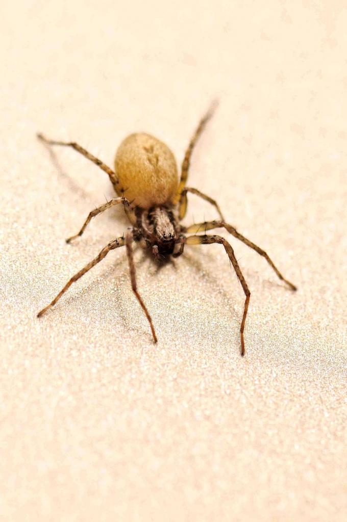 Welche Spinne?