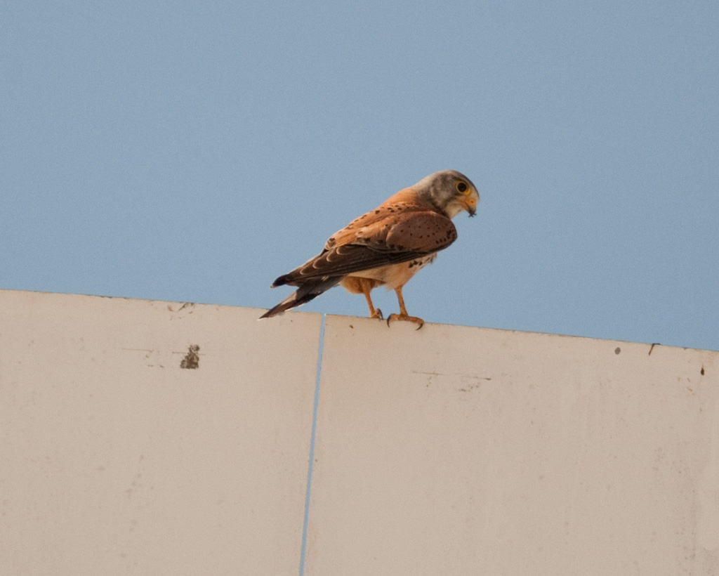 Welcher Vogel Falke?
