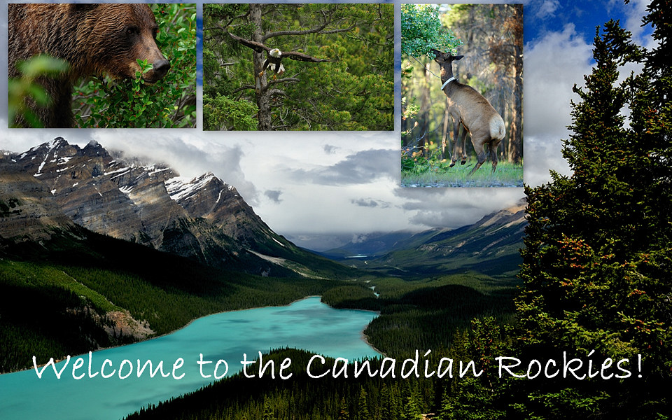 Welcome to the Canadian Rockies