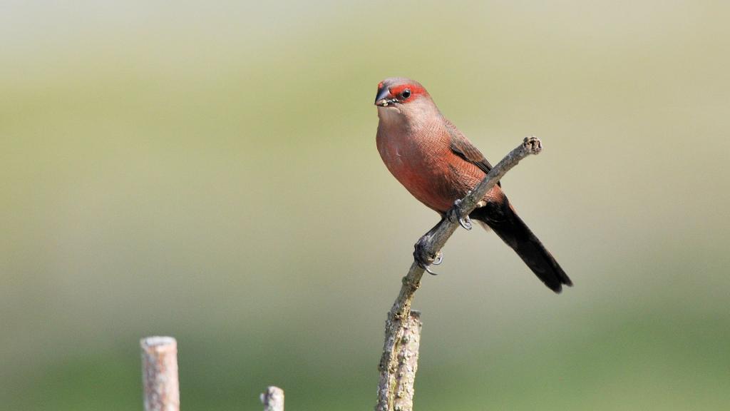 Wellenastrild (Common Waxbill)
Sette Cama, Loango Nationalpark
7290