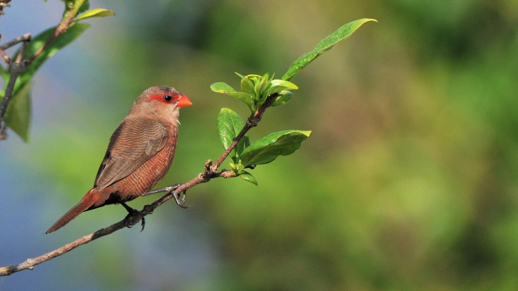 Wellenastrild (Common Waxbill)
Sette Cama Lodge, Loango Nationalpark
7236