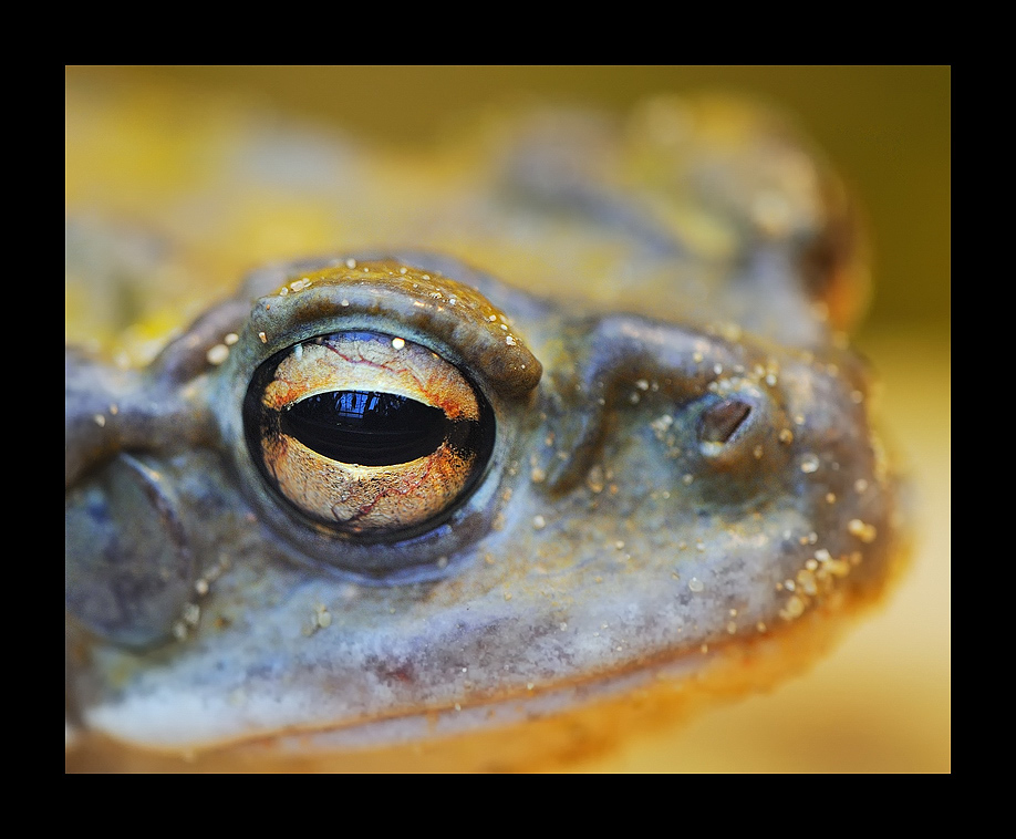 Weltauge
- Sonorakroete
Exotarium Zoo Frankfurt
