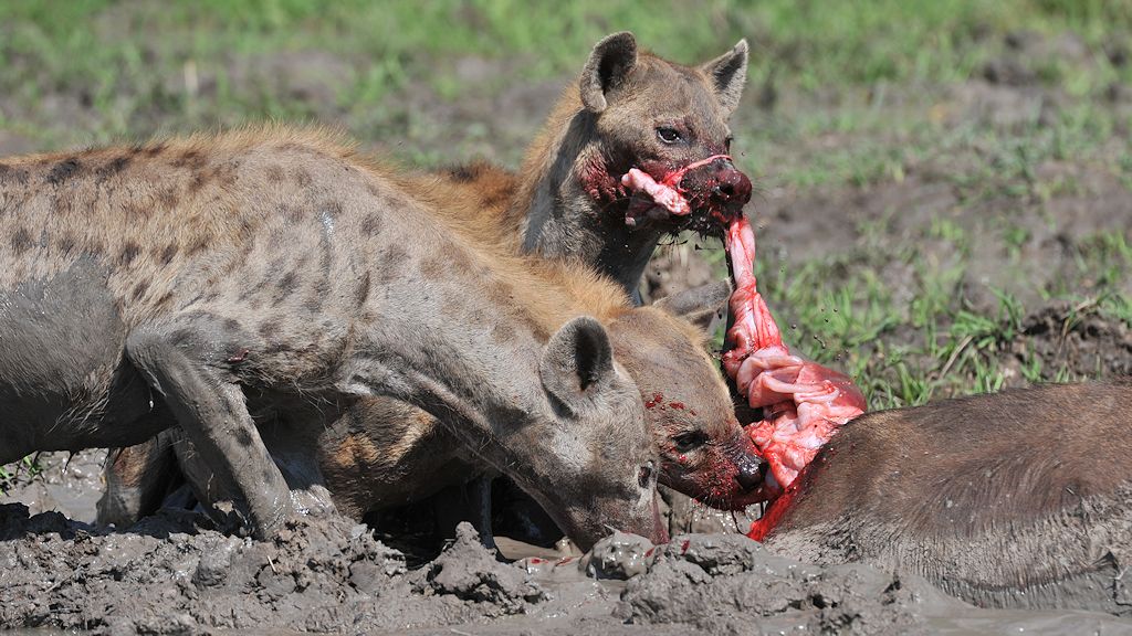 Wenig später geht die Jagd auf Büffeldarm weiter
(6920)