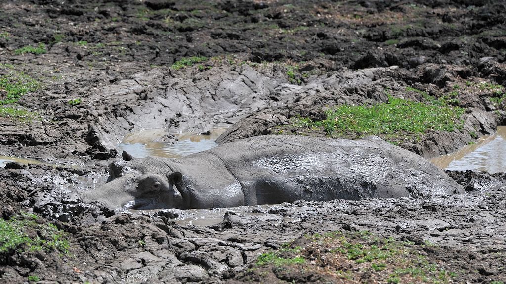 Wenn die Lagunen austrocknen gibt es immer weniger Tauchmöglichkeiten für die Nilpferde.
Dieses Hippo hat sich eine Schlammkuhle gegraben
und wartet a