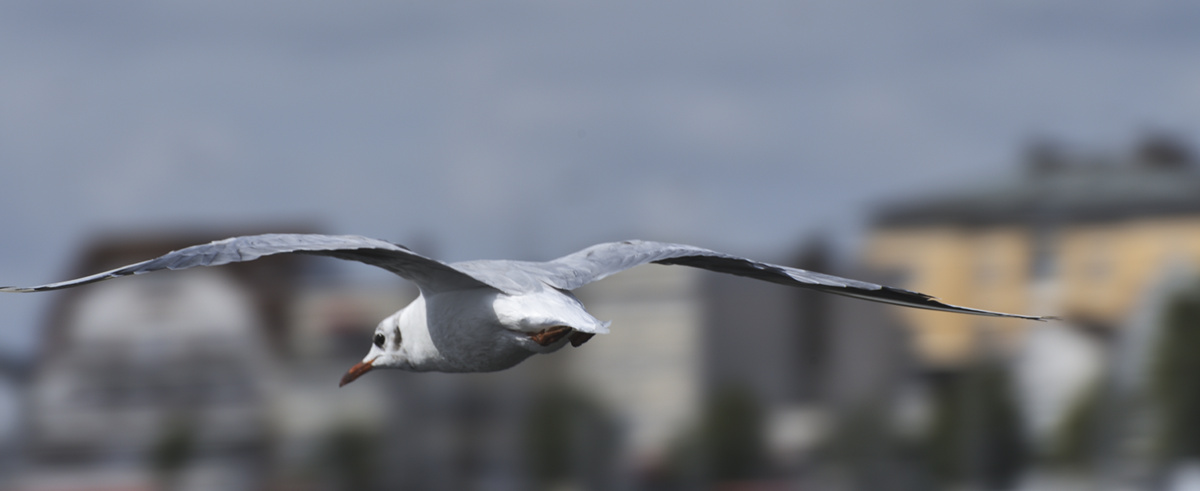Wenn schon die Schiffe kaum Segel gesetzt hatten, so segelten wenigstens die Möwen