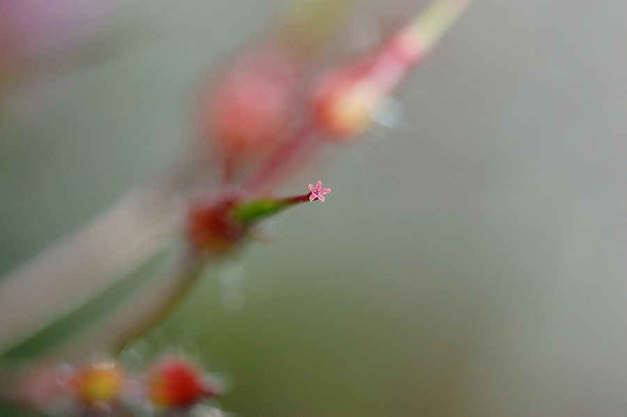 Werdende Blüte
mit Micro Nikkor 105/4.0