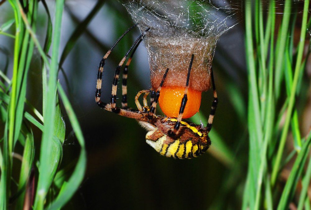 Wespenspinne (Argiobe bruennichi) bei der nächtlichen Eiablage