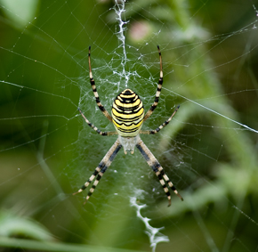 Wespenspinne - Argiope bruennichi
Wien 10
D300 AF300/4 PK13