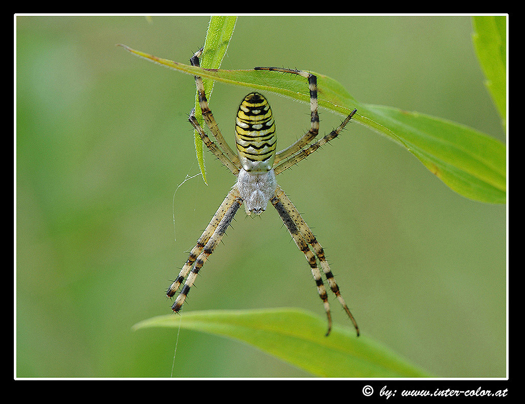 wespenspinne oder zebraspinne