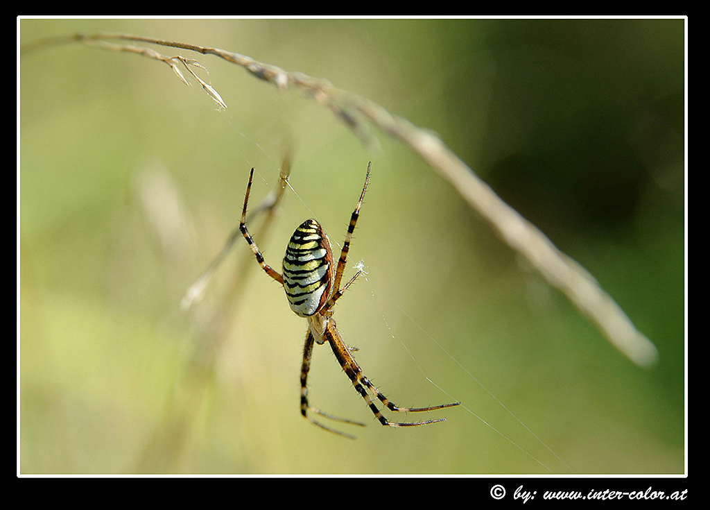 Wespenspinne oder Zebraspinne