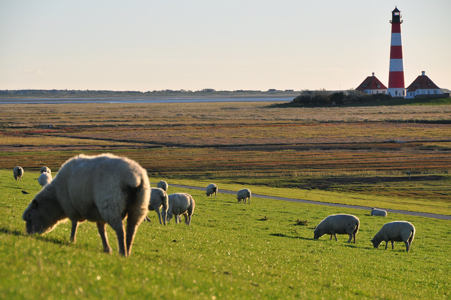 westerhever2 - Test Liveview/Schwenkdisplay