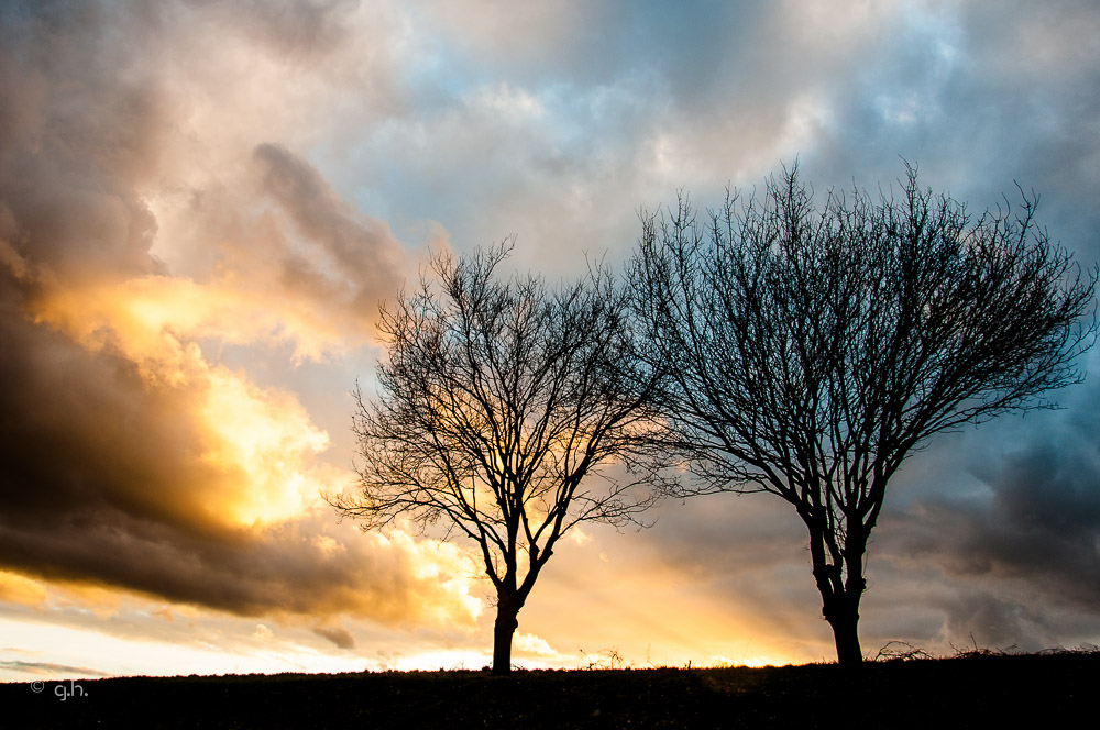 wetter mit baum 2