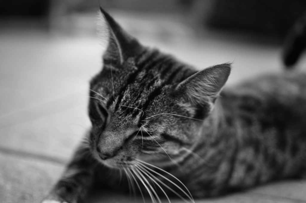 Whisky 3