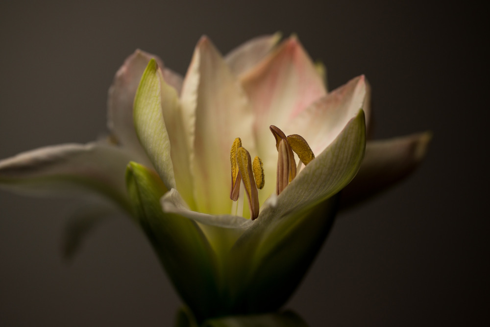 White Amaryllis III a30109468