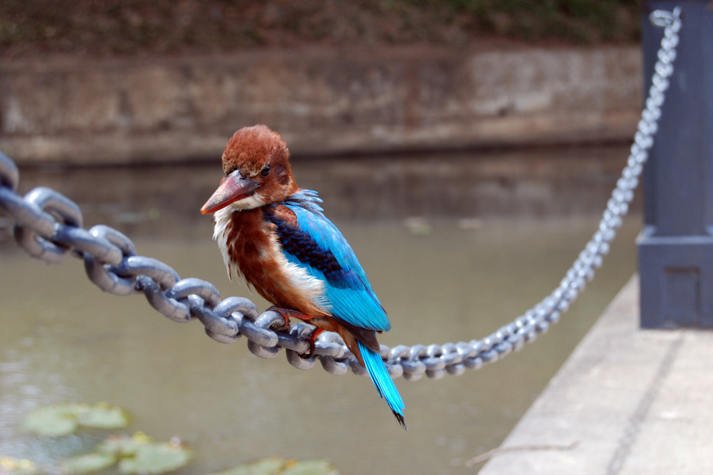 white brested Kingfisher