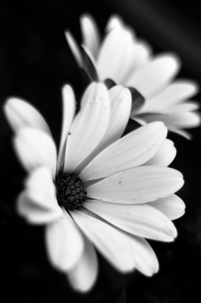 white flower bw D2X 3910