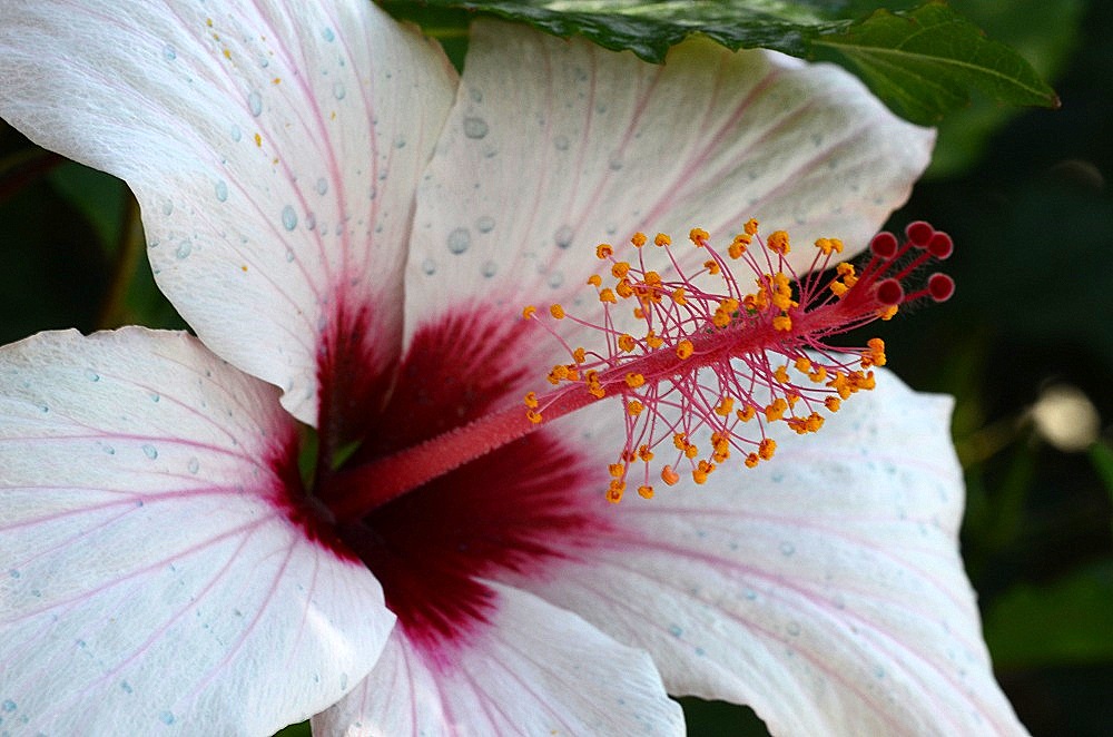 white hibiscus