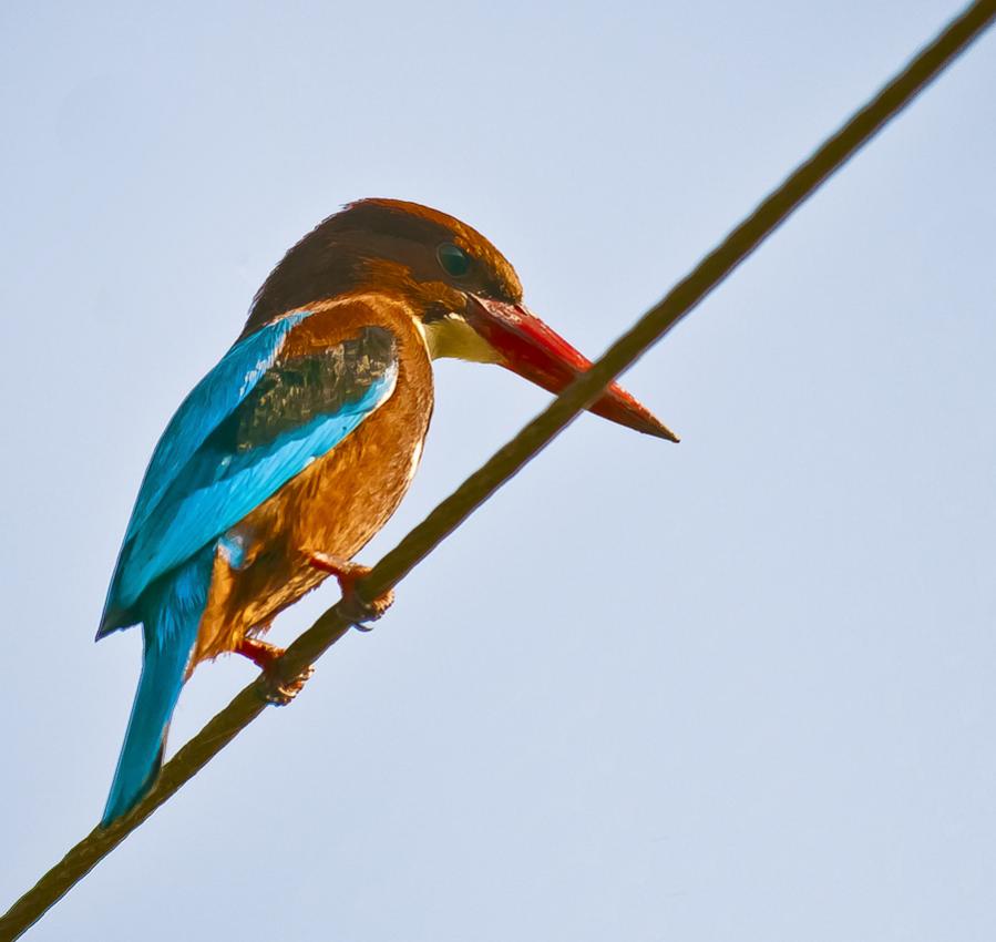 White-throated Kingfisher (Halcyon smyrnensis)