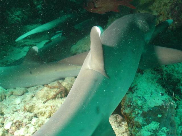 Whitetip