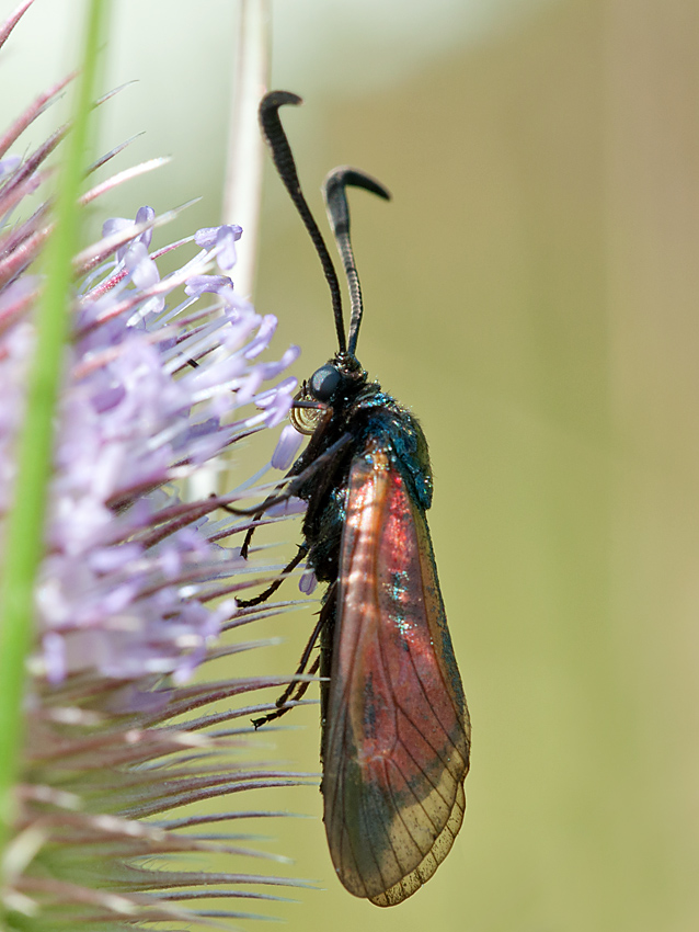 Widderchen 2012 08 05 01