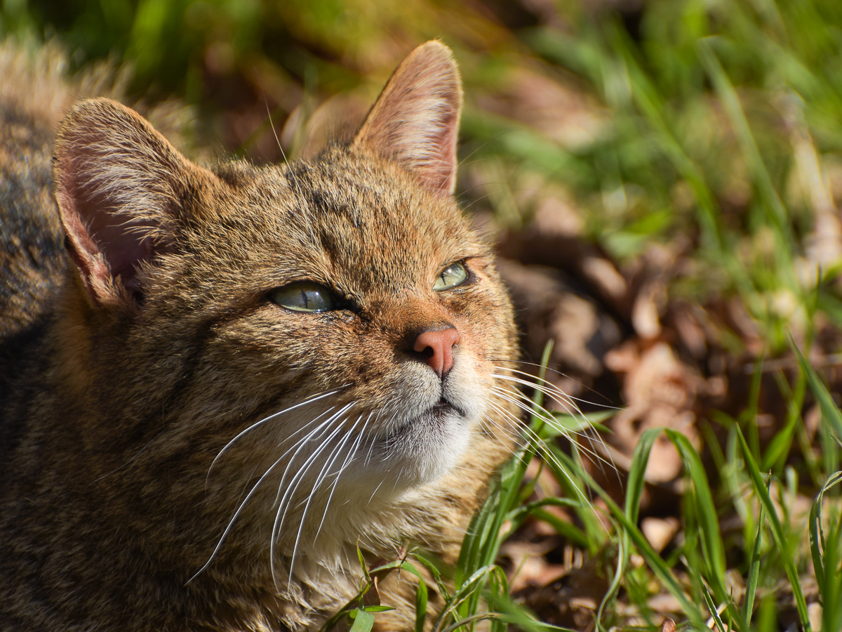 Widkatze