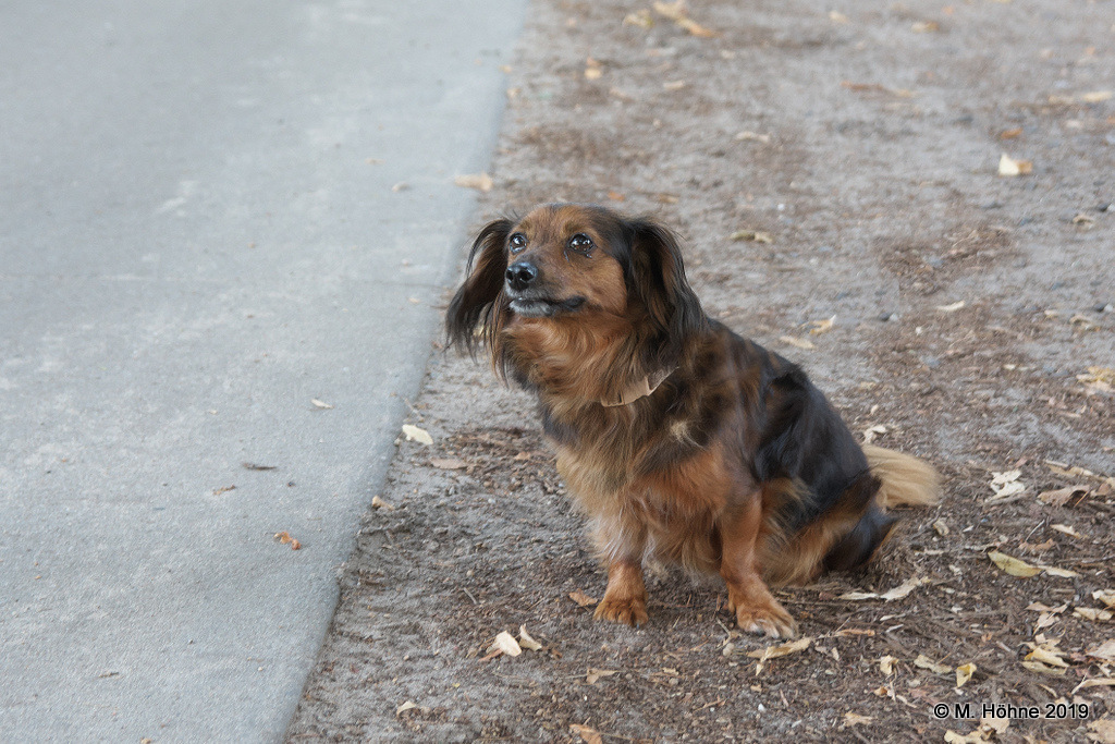 Wie Du siehst, ist hier in Brandenburg der Hund nicht begraben - Nelly