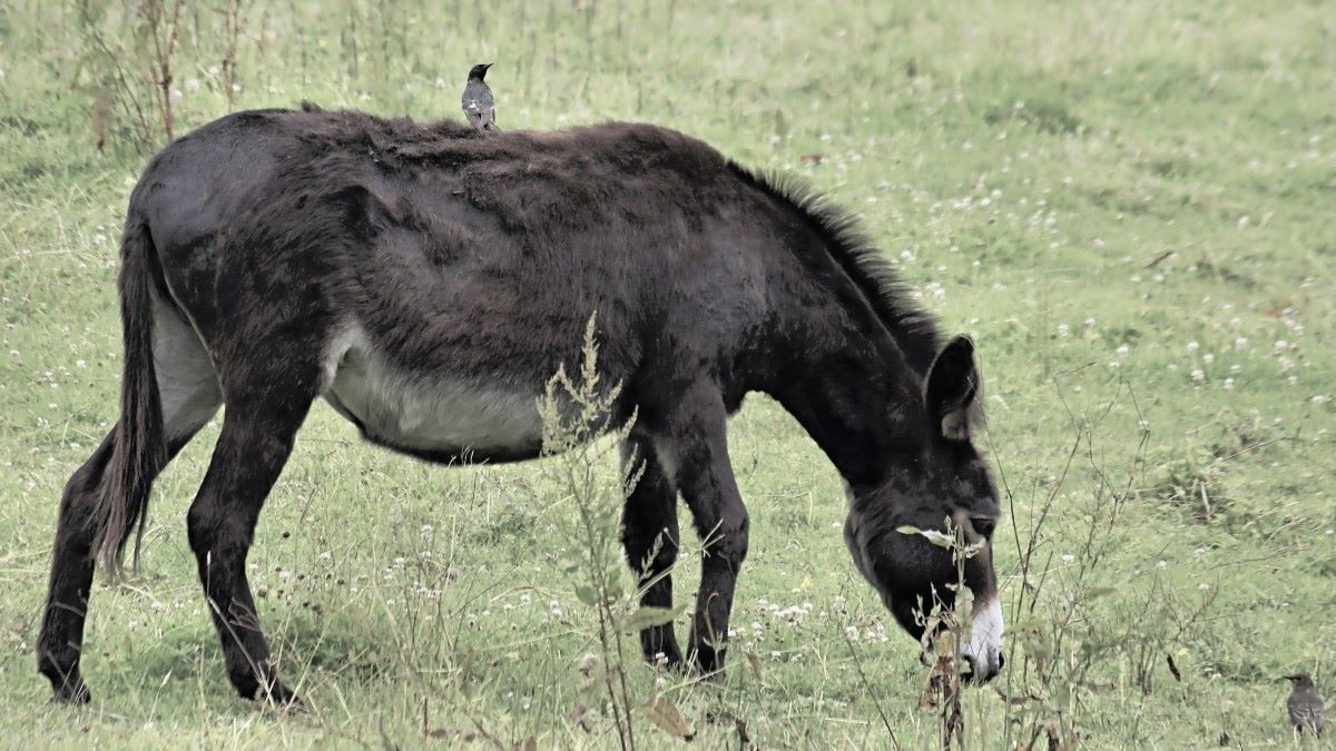 full