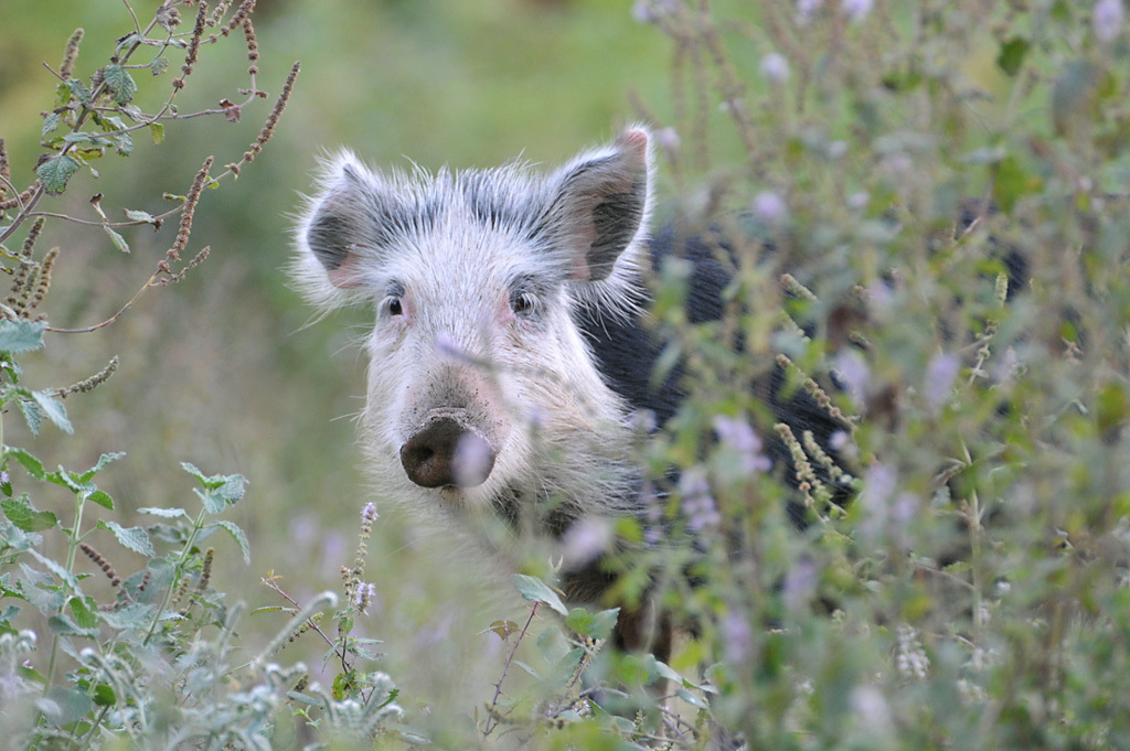 Wieder ein Schwein