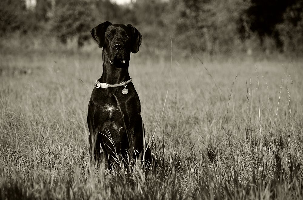 wiese 01.10.13 090 Honey sw