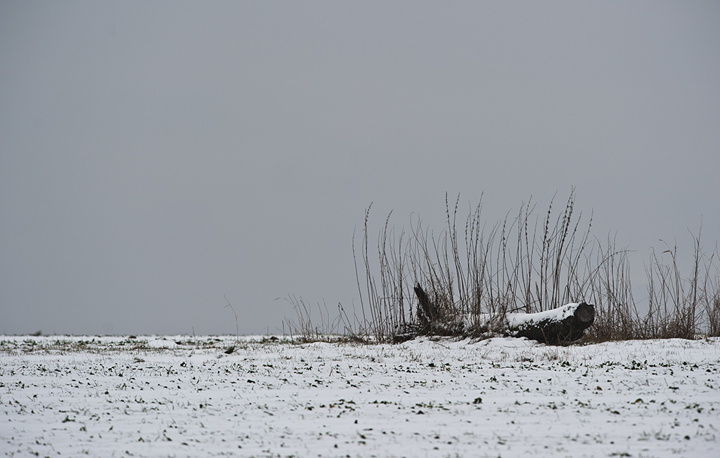 wiese 2013